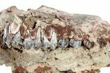 Fossil Oreodont (Merycoidodon) Partial Upper Skull - South Dakota #285669-6